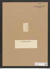 Diatomeae indet. Zeichnungen Sammlung Grunow Nr. 2823 (NHMW-BOT-W0370128)